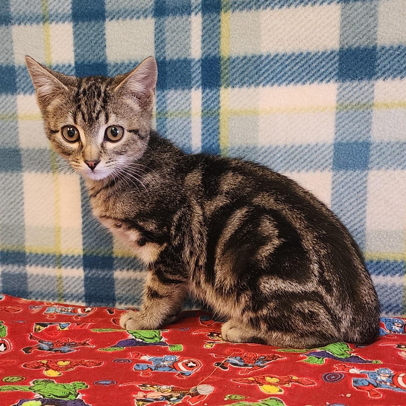Flynn, ADOPTABLE, Young Male Domestic Short Hair.