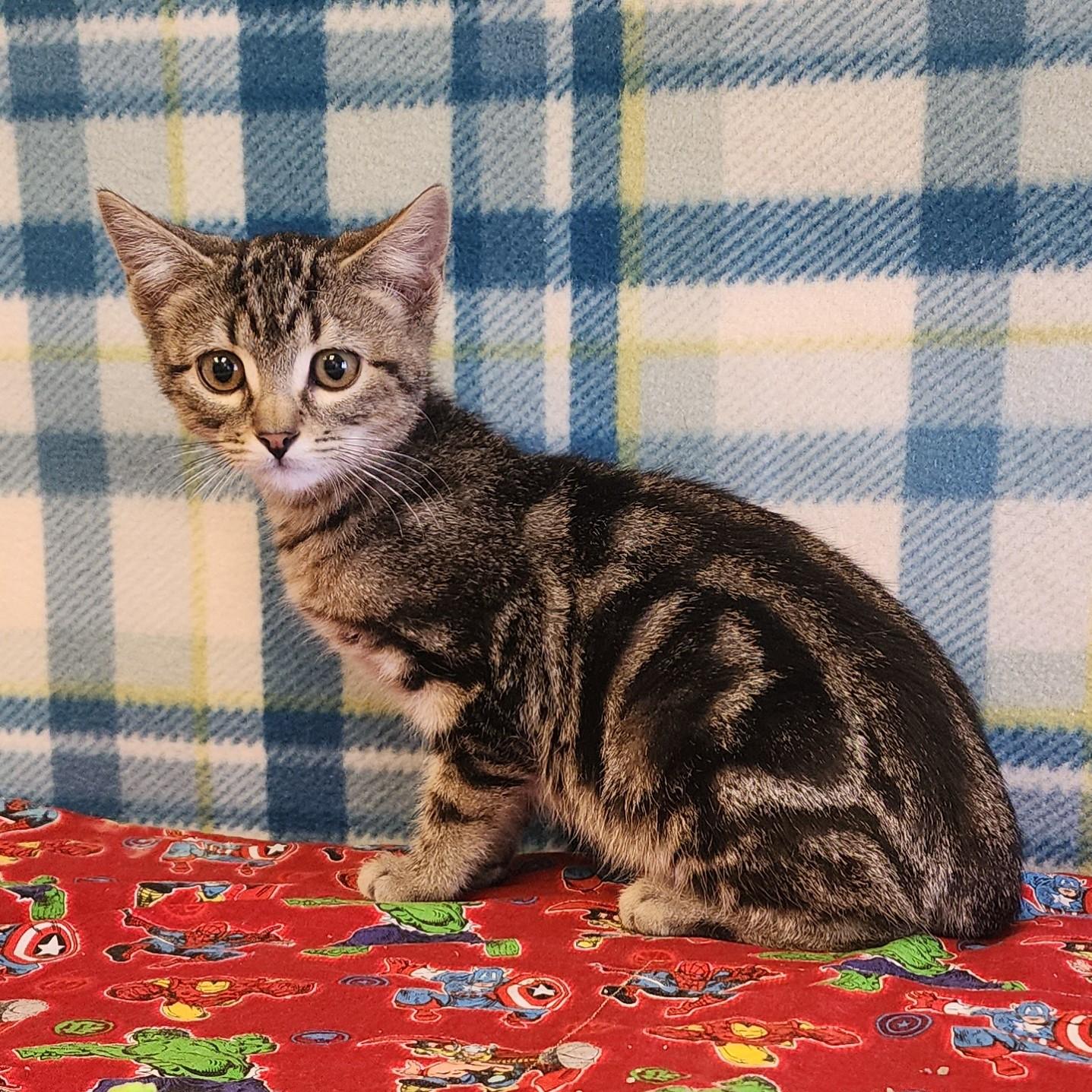 Enlarge Flynn, a ADOPTABLE mixed breed in ALPINE, TX image 2/3