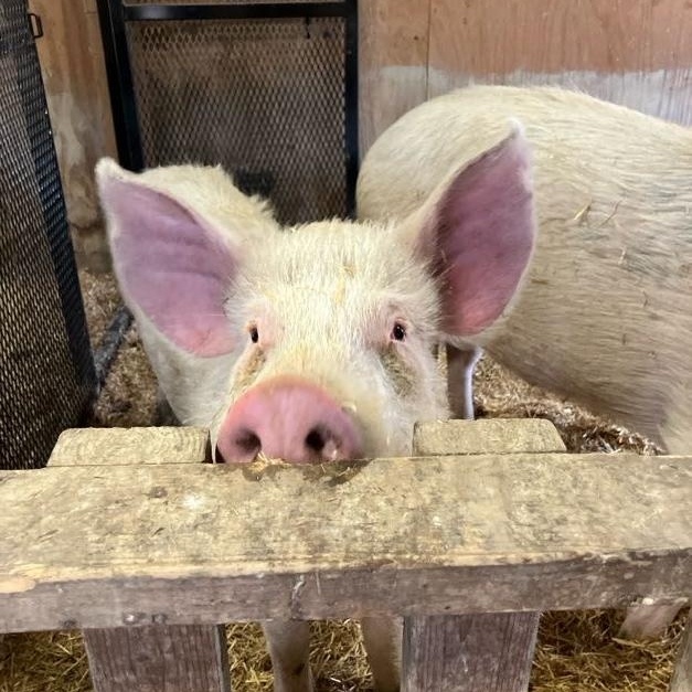 Wilburt, ADOPTABLE, Young Male Yorkshire.