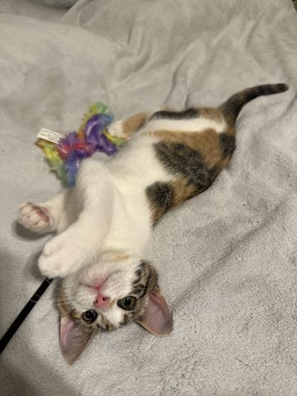 Julia, Adoptable, Adult Female Domestic Short Hair & Domestic Short Hair.