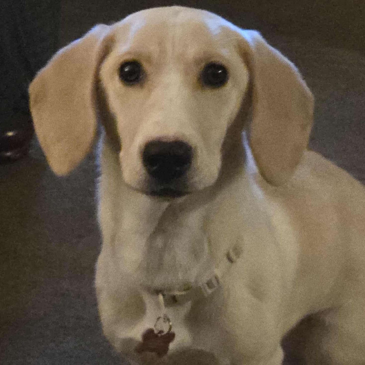 Dolly, Adoptable, Puppy Female Basset Hound.