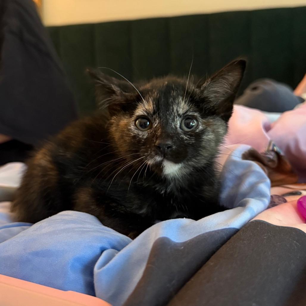 Sparkle, Adoptable, Kitten Female Domestic Short Hair.