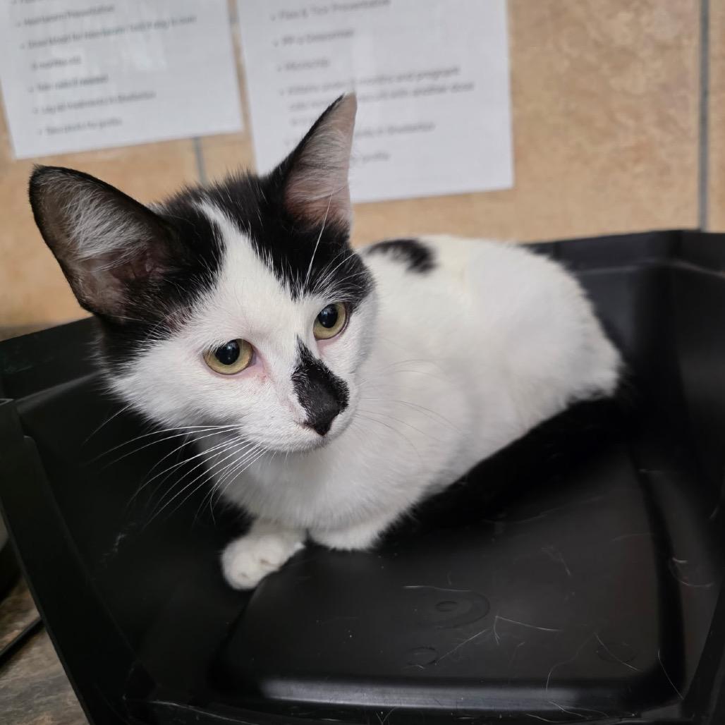 Woozle, Adoptable, Young Female Domestic Short Hair.