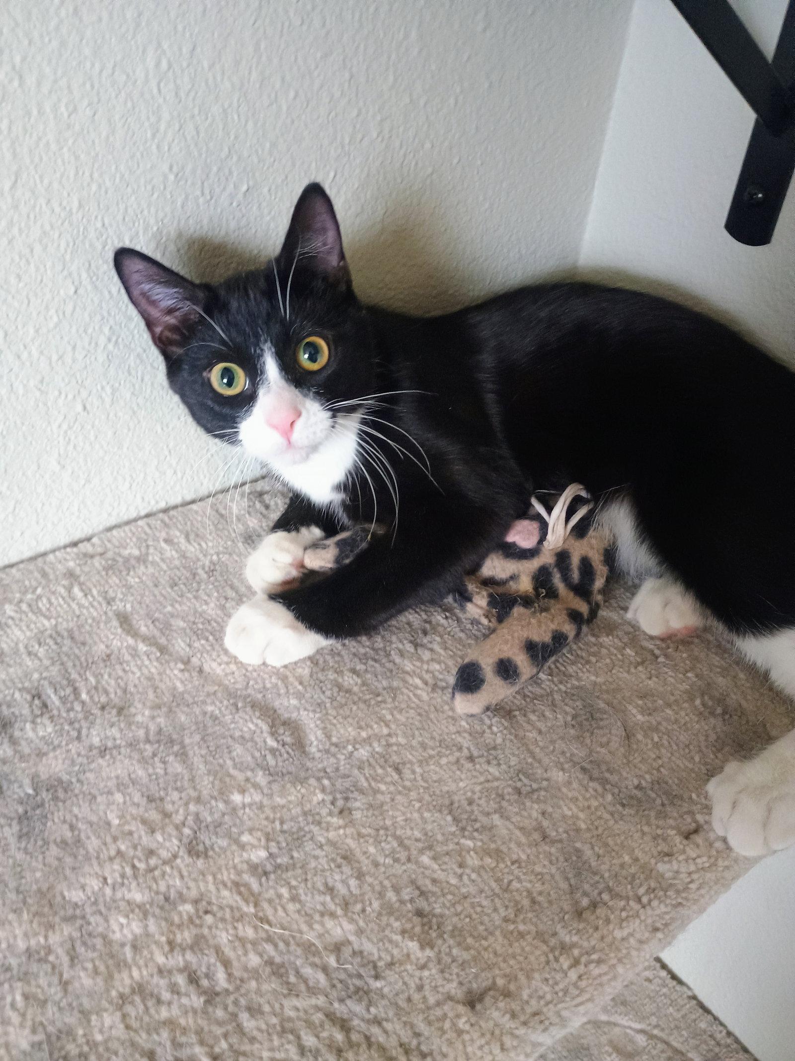 Bonito, Adoptable, Young Male Domestic Short Hair.
