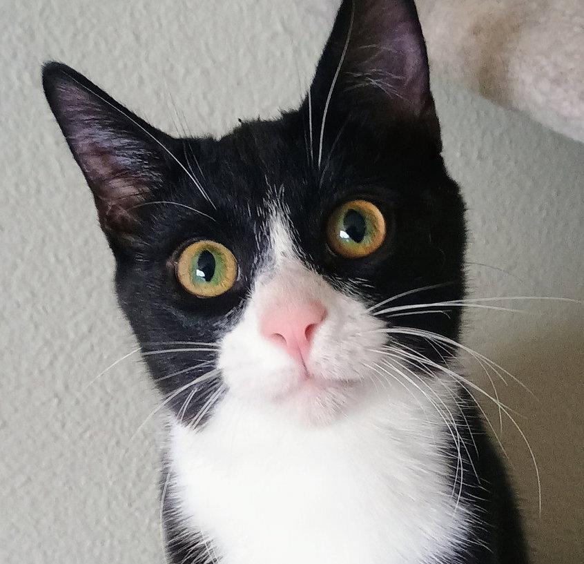 Enlarge Bonito, a Adoptable Domestic Short Hair in Laramie, WY image 2/3