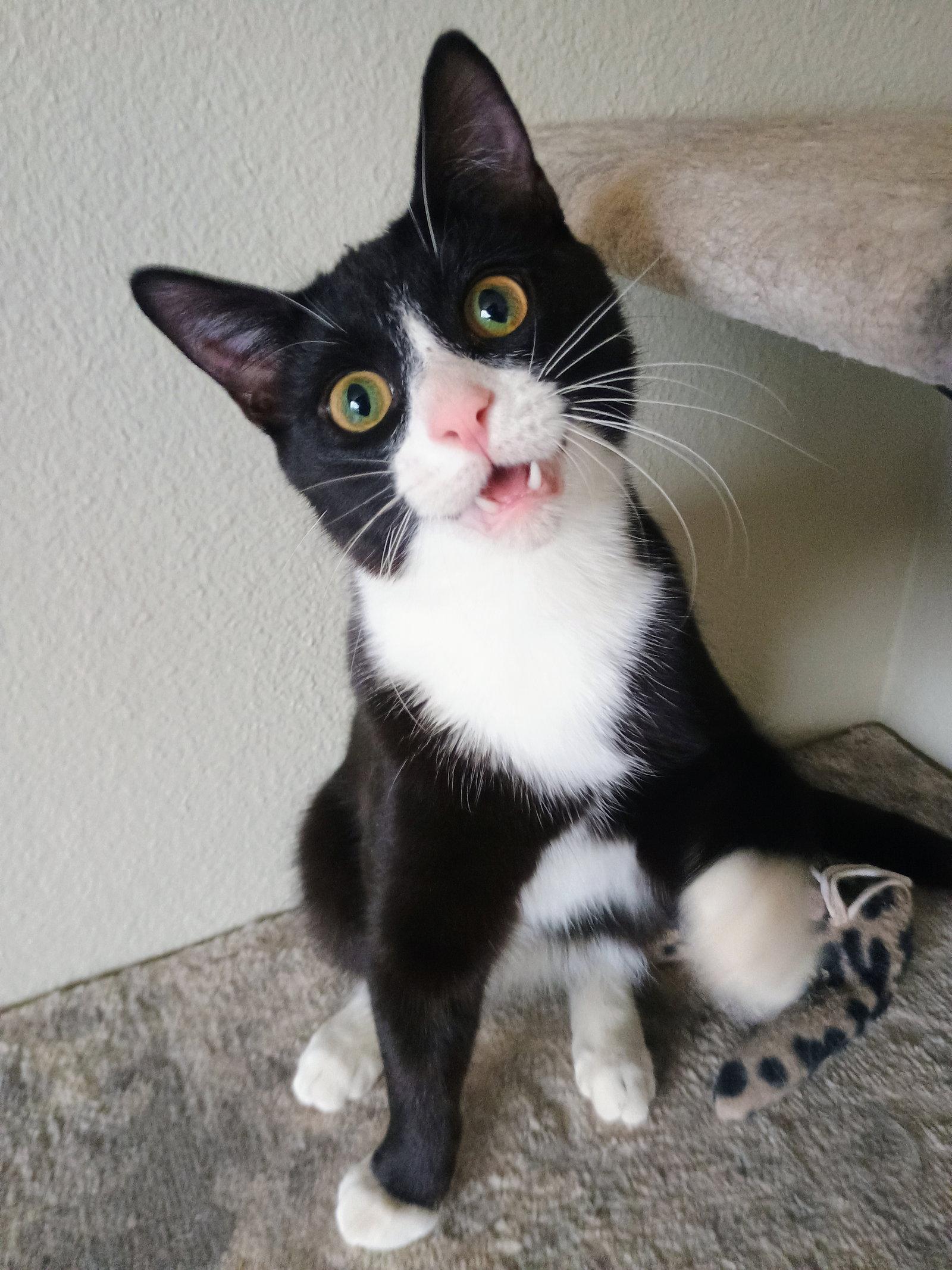 Enlarge Bonito, a Adoptable Domestic Short Hair in Laramie, WY image 3/3