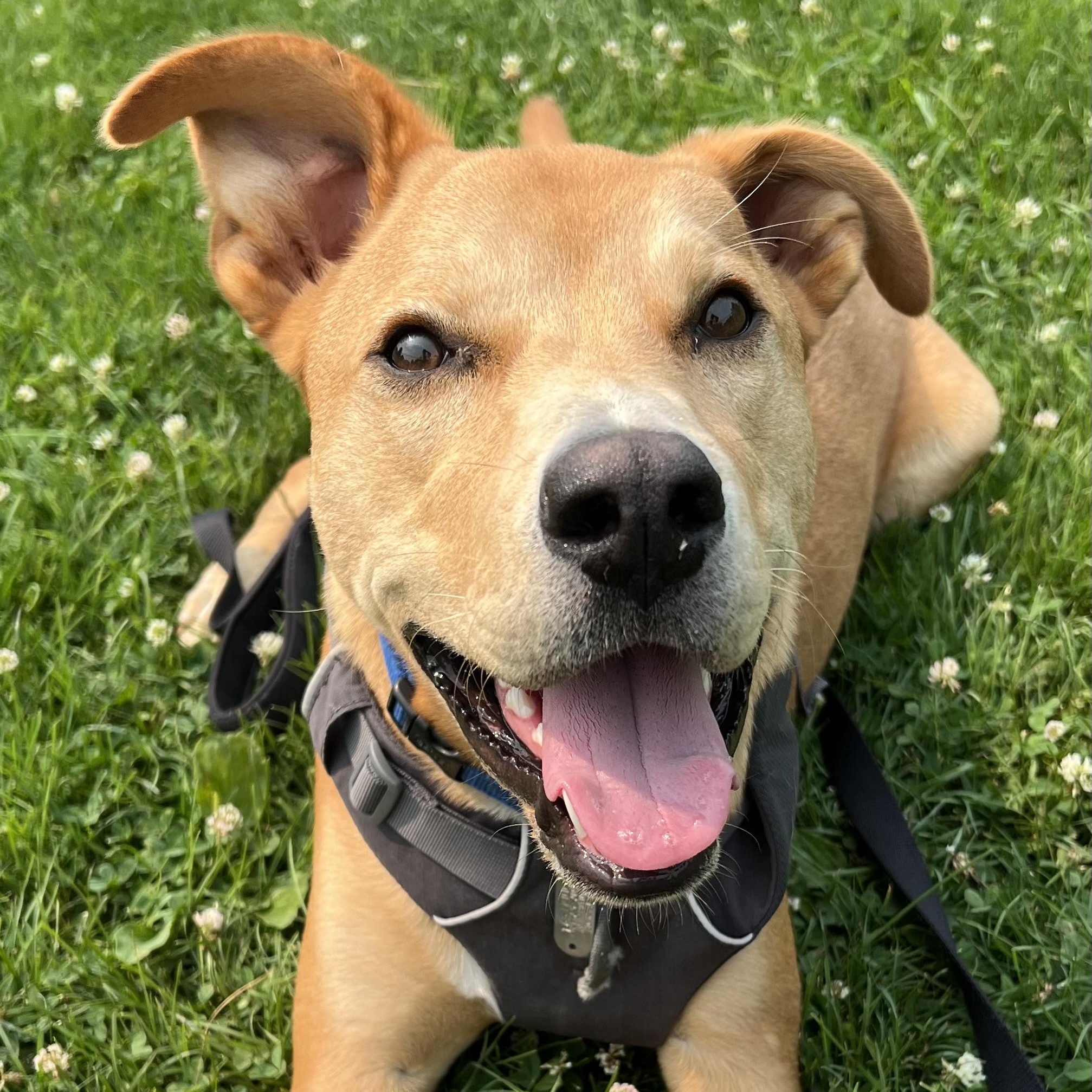 Cupid, ADOPTABLE, Puppy Male Mixed Breed.