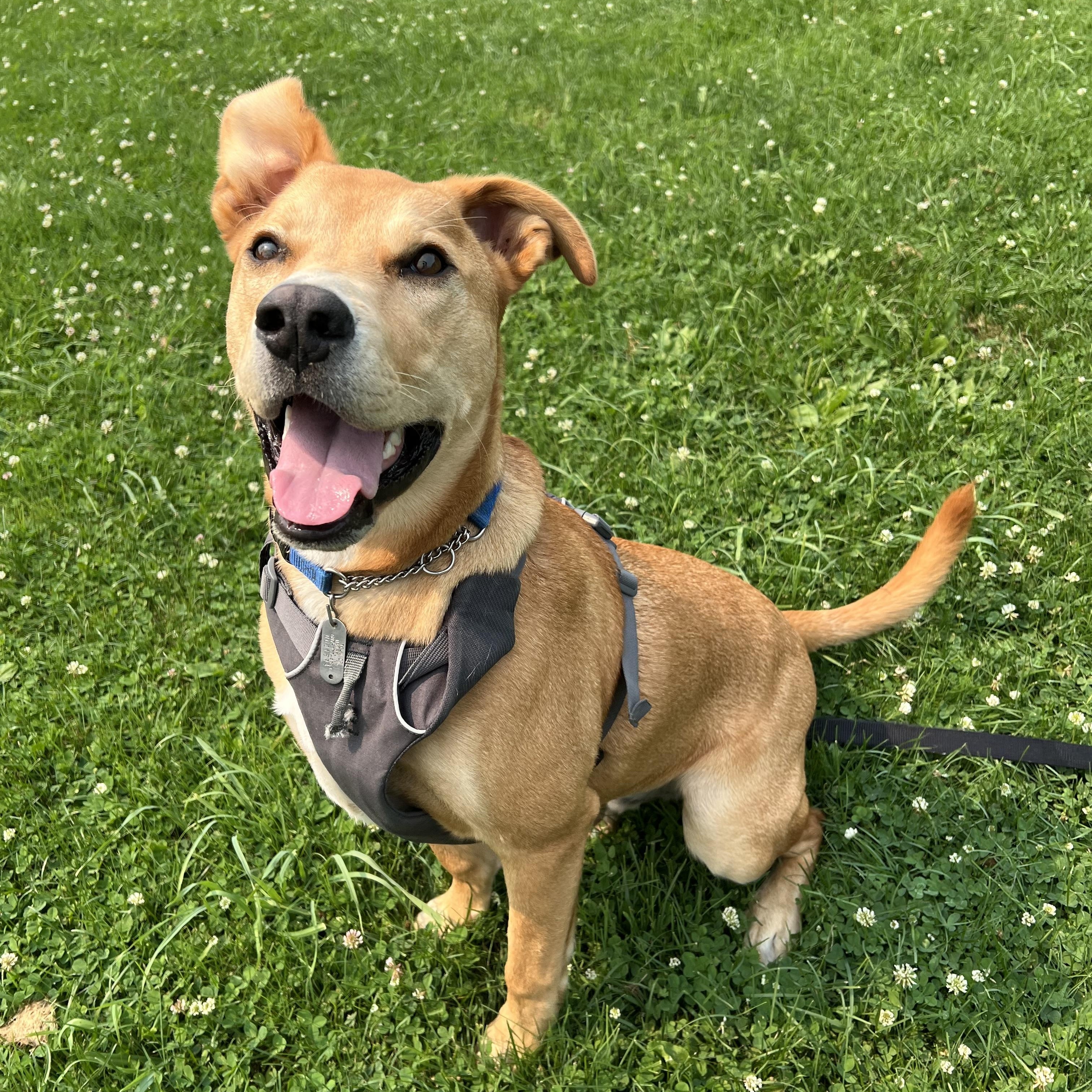 Enlarge Cupid, a ADOPTABLE mixed breed in Ithaca, NY image 4/4