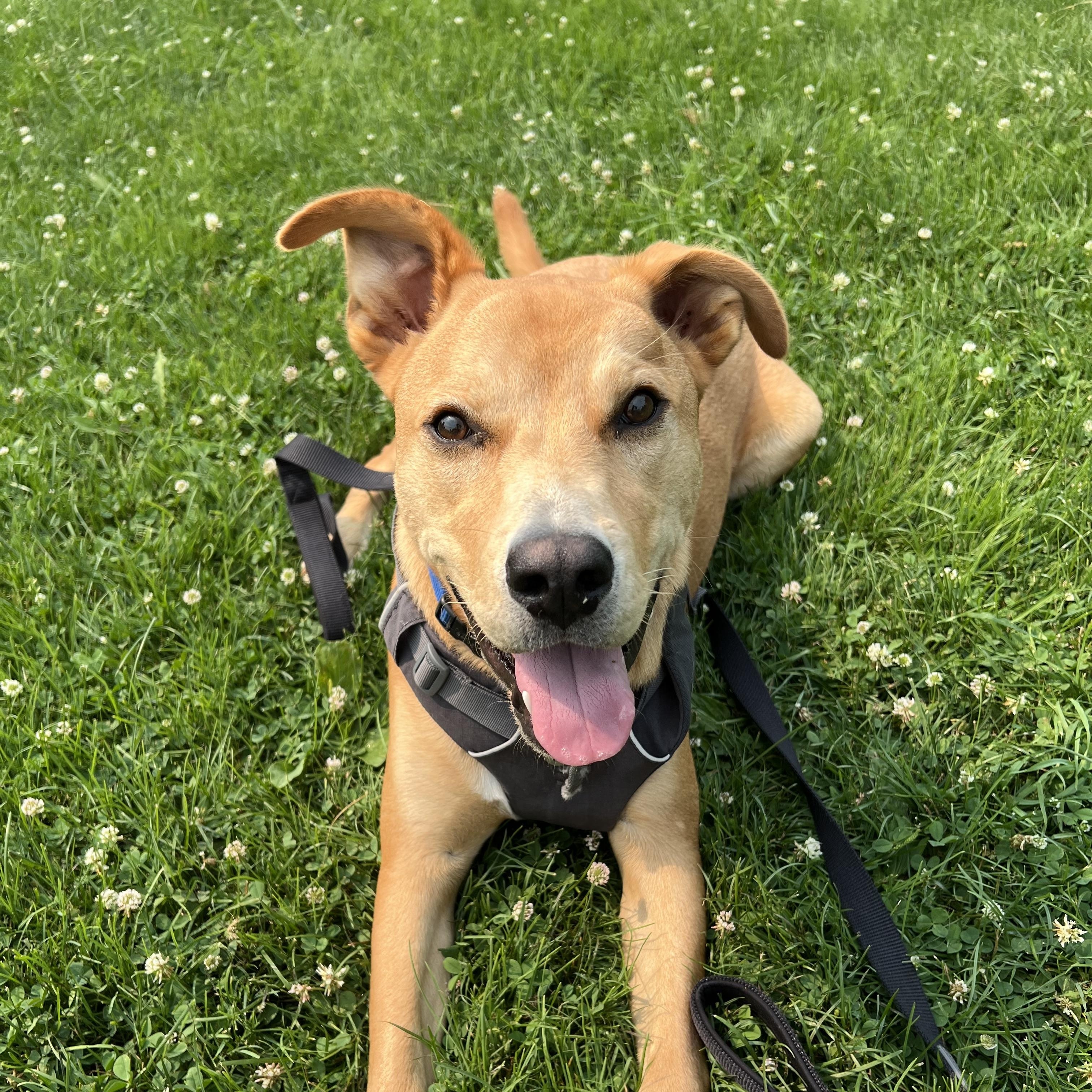 Enlarge Cupid, a ADOPTABLE mixed breed in Ithaca, NY image 3/4