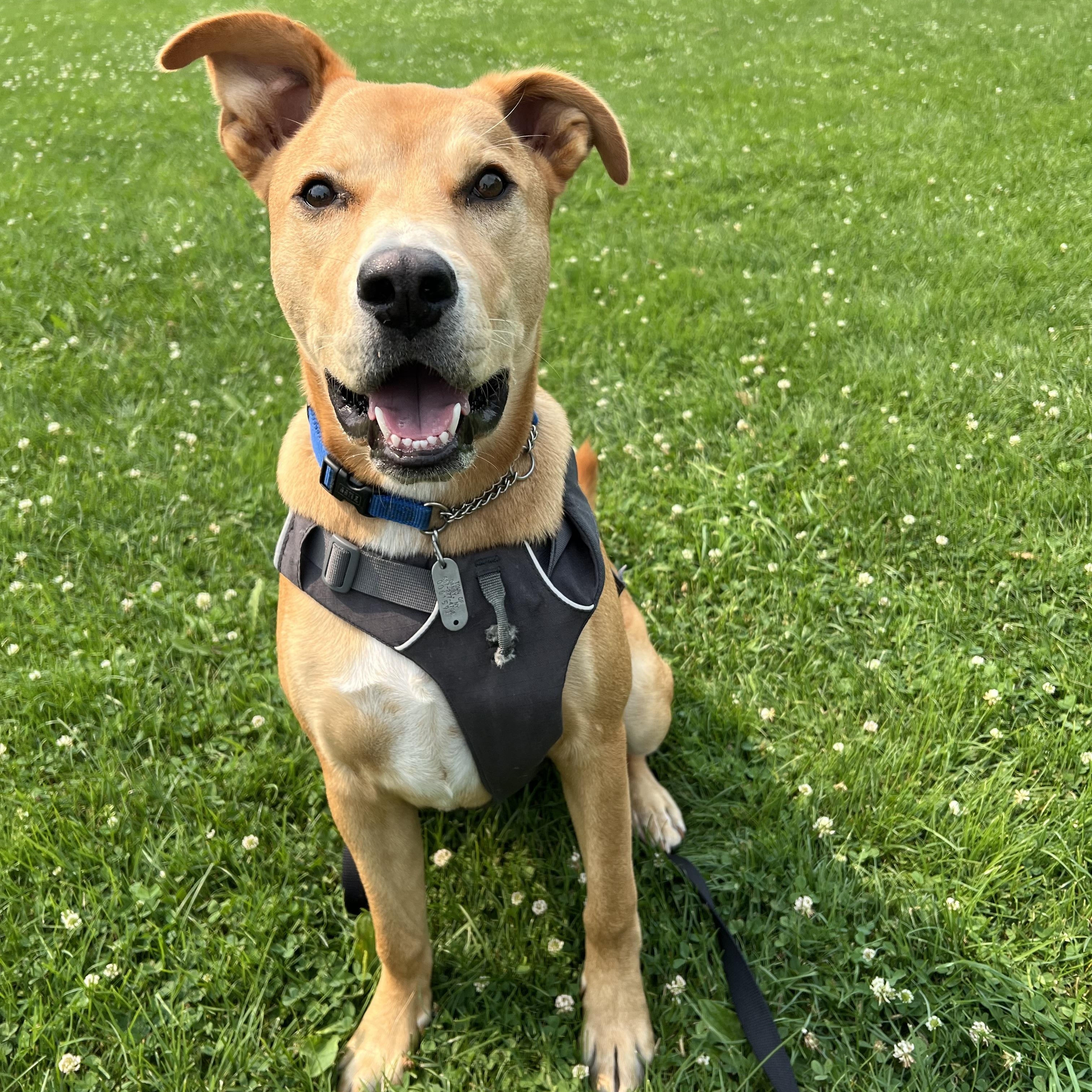 Enlarge Cupid, a ADOPTABLE mixed breed in Ithaca, NY image 2/4