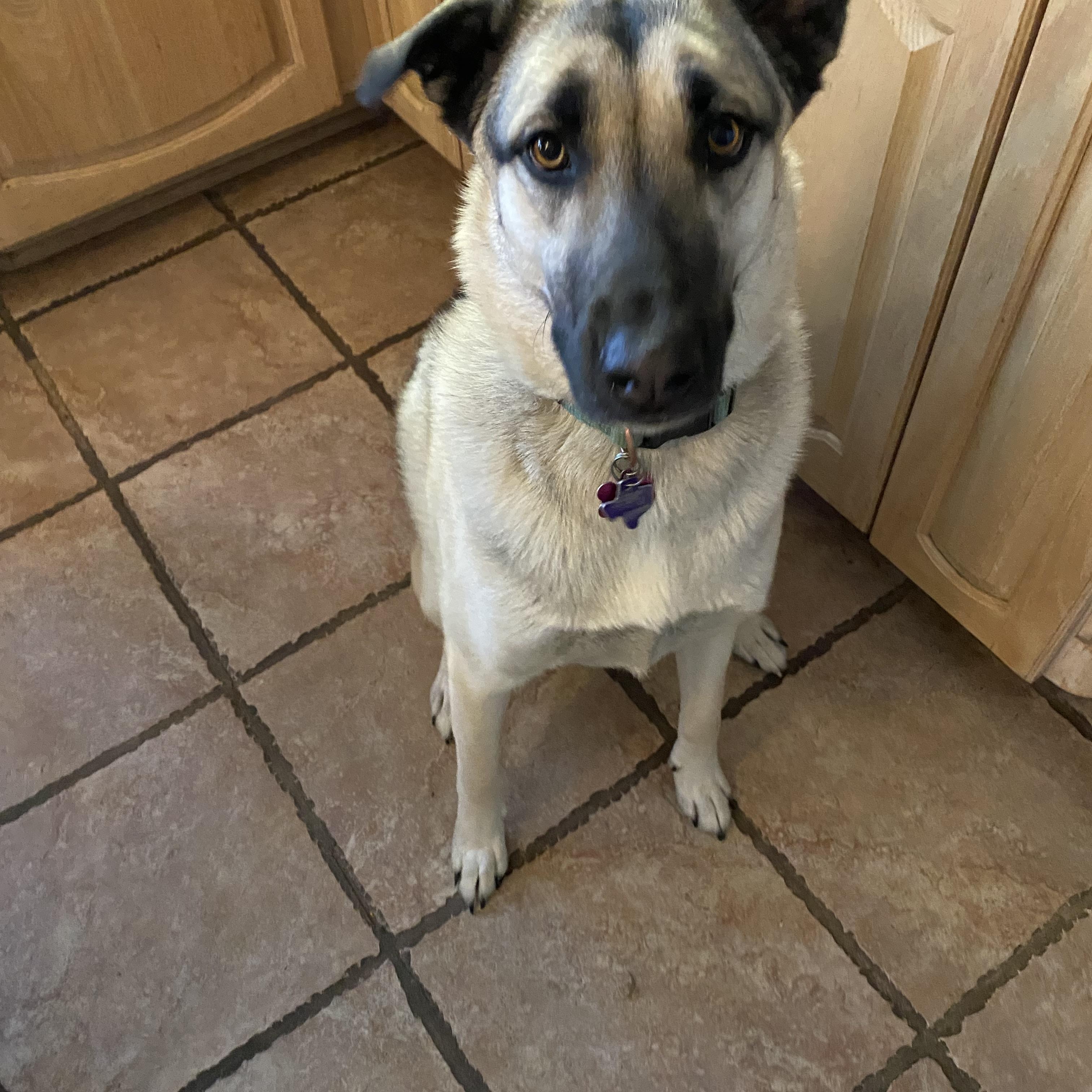 Enlarge Reba, a Adoptable mixed breed in Benbrook, TX image 5/5