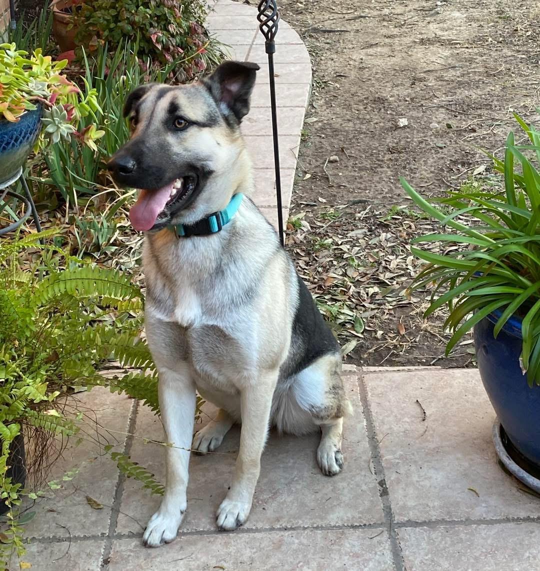 Reba, a Adoptable mixed breed in Benbrook, TX image 2/2