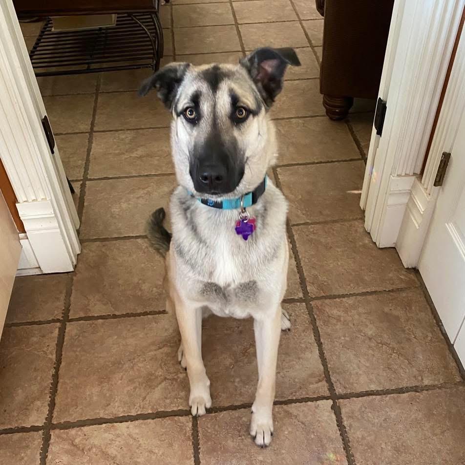 Reba, a Adoptable mixed breed in Benbrook, TX image 1/2