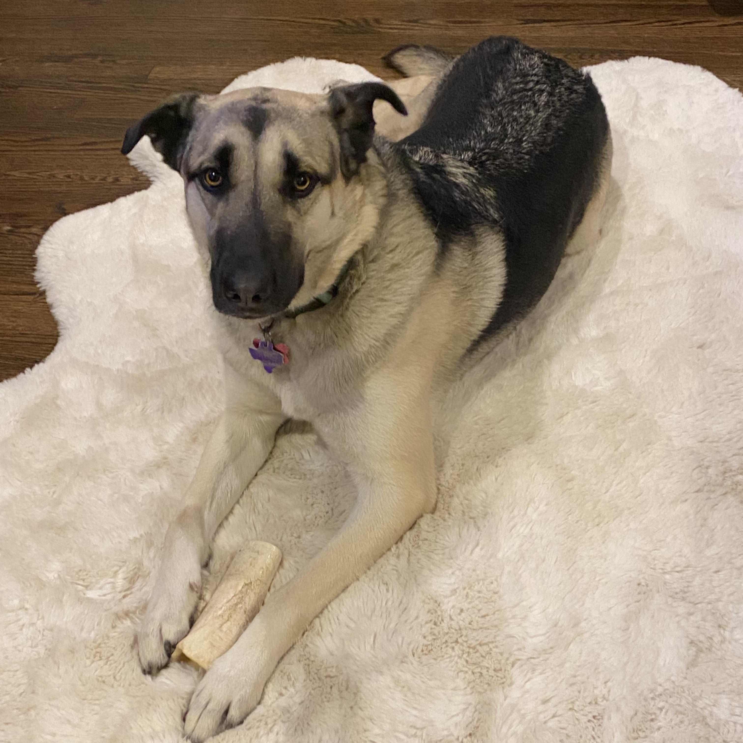 Enlarge Reba, a Adoptable mixed breed in Benbrook, TX image 1/5