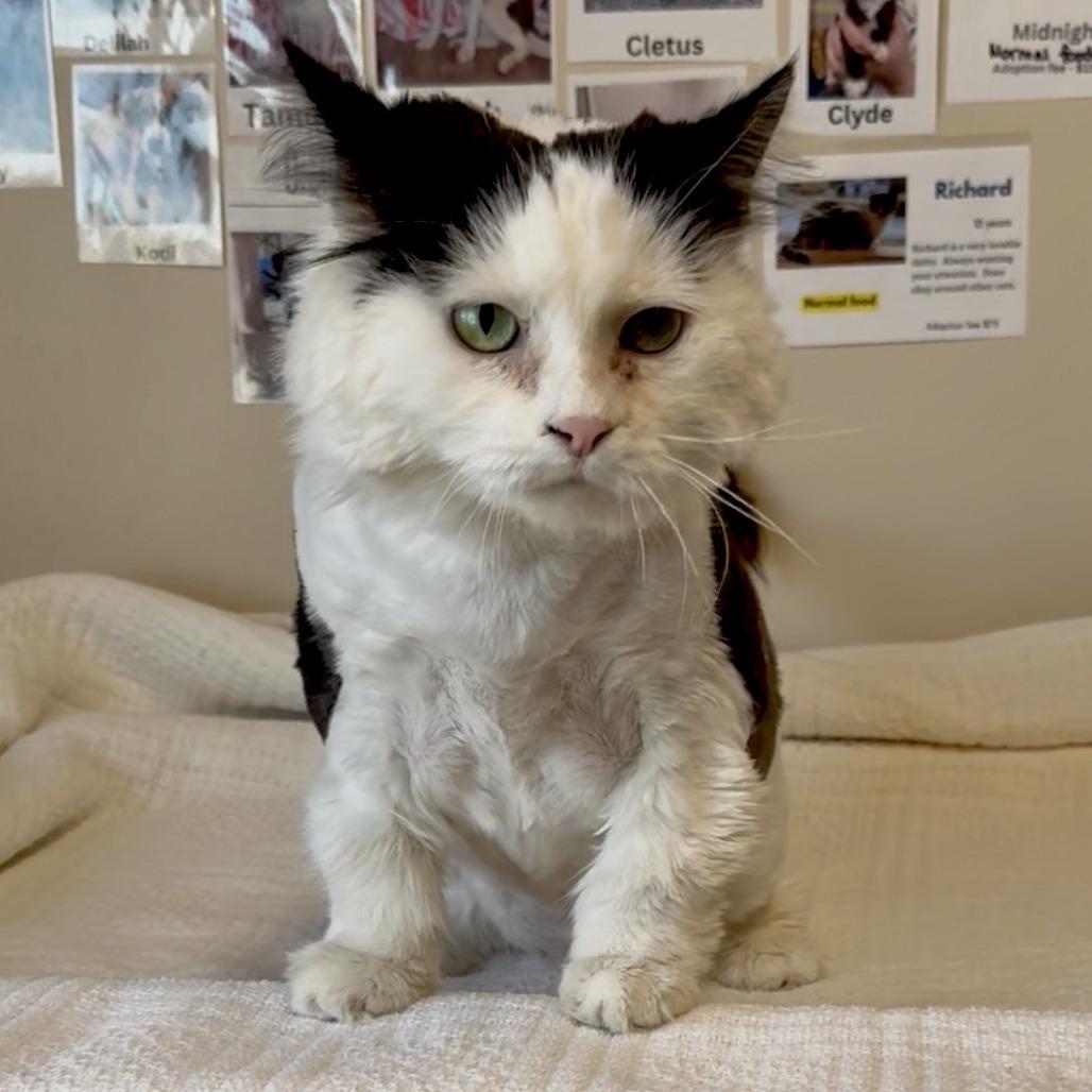 Enlarge Chicken C26-018, a Adoptable Domestic Long Hair in Elbow Lake, MN image 1/1