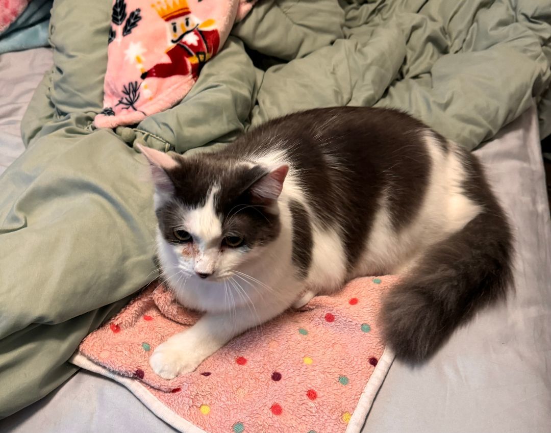 Angus , a Adoptable Domestic Long Hair in Richmond, TX image 1/5