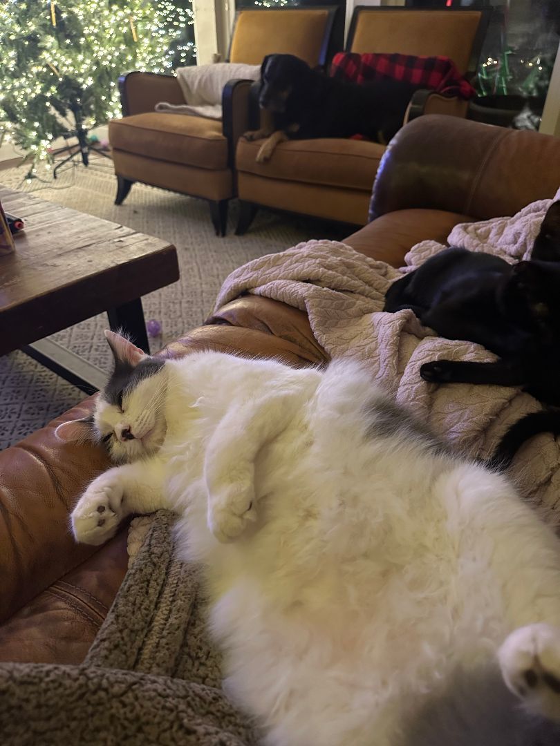 Angus , a Adoptable Domestic Long Hair in Richmond, TX image 2/5