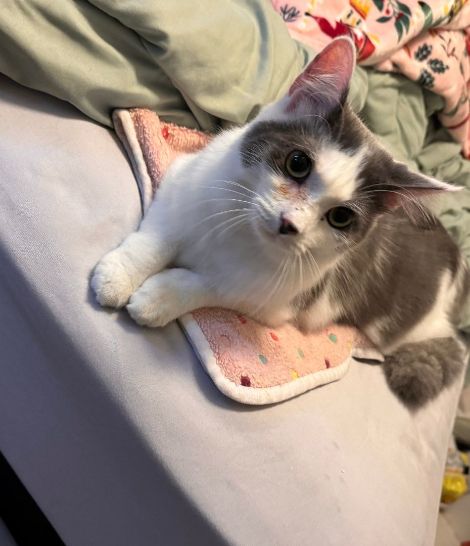 Angus , a Adoptable Domestic Long Hair in Richmond, TX image 3/5