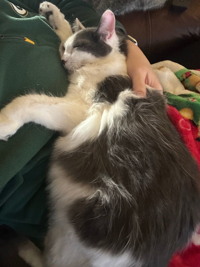 Angus , a Adoptable Domestic Long Hair in Richmond, TX image 5/5