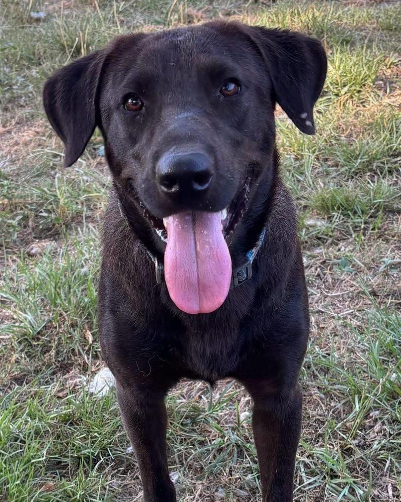 Enlarge Sprocket, a Adoptable mixed breed in Brookshire, TX image 1/5