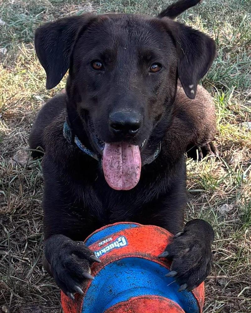 Enlarge Sprocket, a Adoptable mixed breed in Brookshire, TX image 2/5