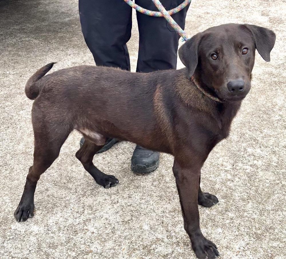 Enlarge Sprocket, a Adoptable mixed breed in Brookshire, TX image 3/5