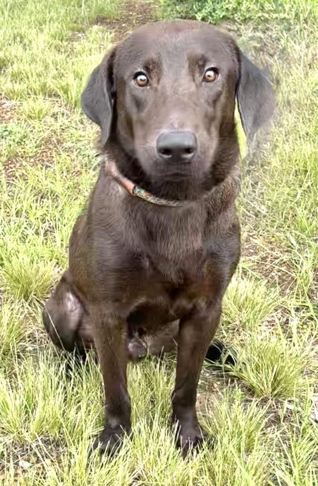 Enlarge Sprocket, a Adoptable mixed breed in Brookshire, TX image 4/5