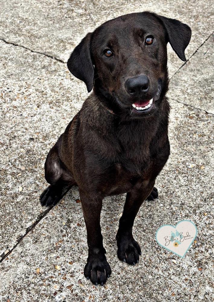 Enlarge Sprocket, a Adoptable mixed breed in Brookshire, TX image 5/5