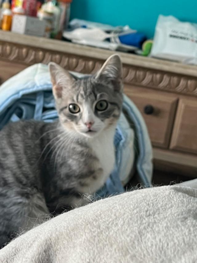 Enlarge Cinnamon Roll (Bonded w/Princess), an adopted Domestic Short Hair in Johnsburg, IL image 3/5