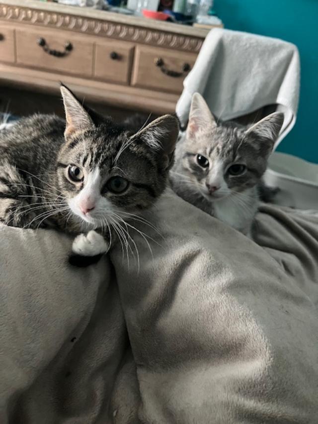 Enlarge Cinnamon Roll (Bonded w/Princess), an adopted Domestic Short Hair in Johnsburg, IL image 4/5