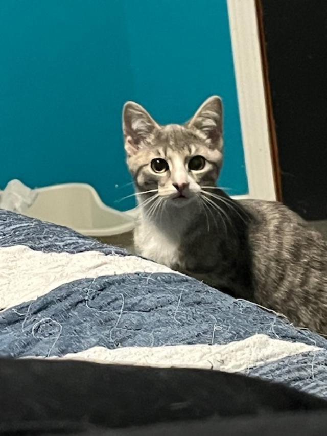 Enlarge Cinnamon Roll (Bonded w/Princess), an adopted Domestic Short Hair in Johnsburg, IL image 5/5