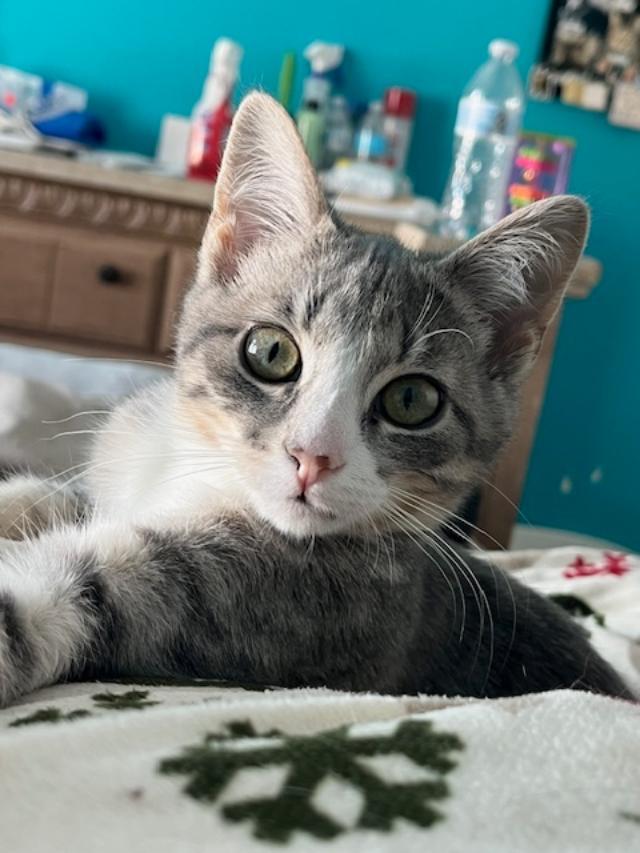 Cinnamon Roll (Bonded w/Princess), ADOPTABLE, Young Male Domestic Short Hair.