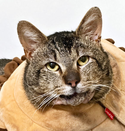Prince Frederic, an adoptable Domestic Short Hair in Sacramento, CA, 95828 | Photo Image 1
