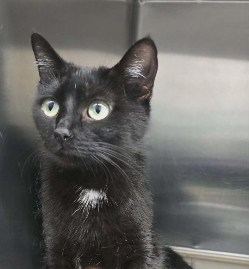 Enlarge Karen, a Adoptable mixed breed in Hillsdale, IN image 1/1