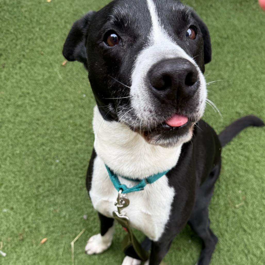 Shep, a Adoptable mixed breed in Spring Hill, KS image 1/6