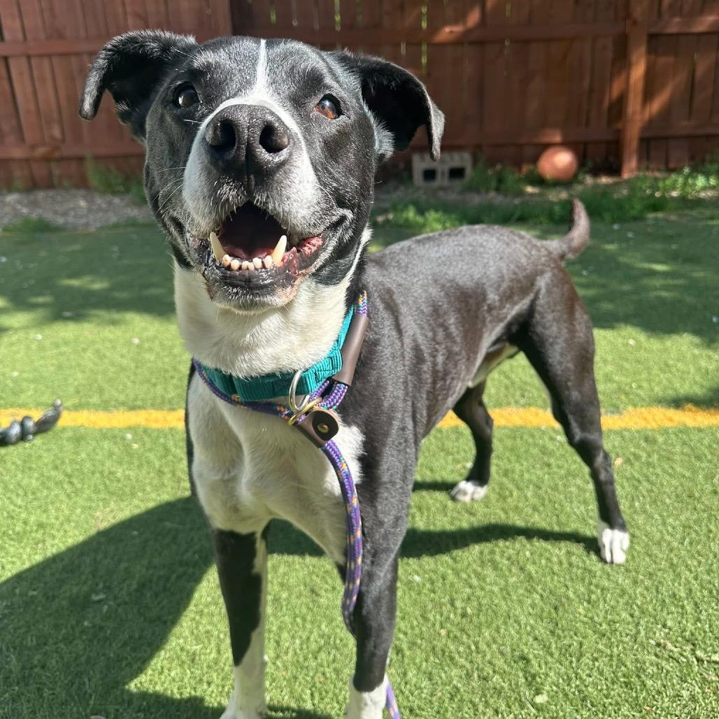 Shep, a Adoptable mixed breed in Spring Hill, KS image 2/6