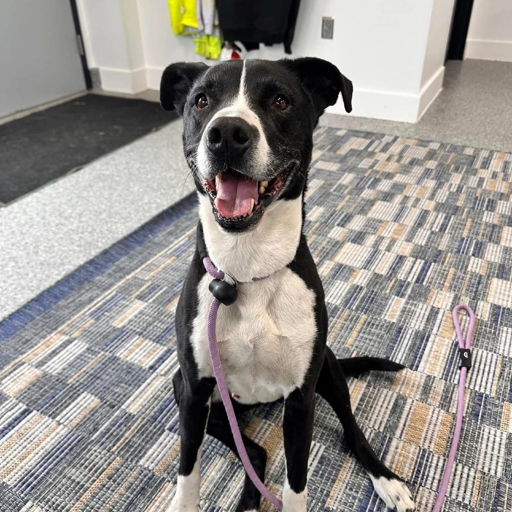 Shep, a Adoptable mixed breed in Spring Hill, KS image 5/6
