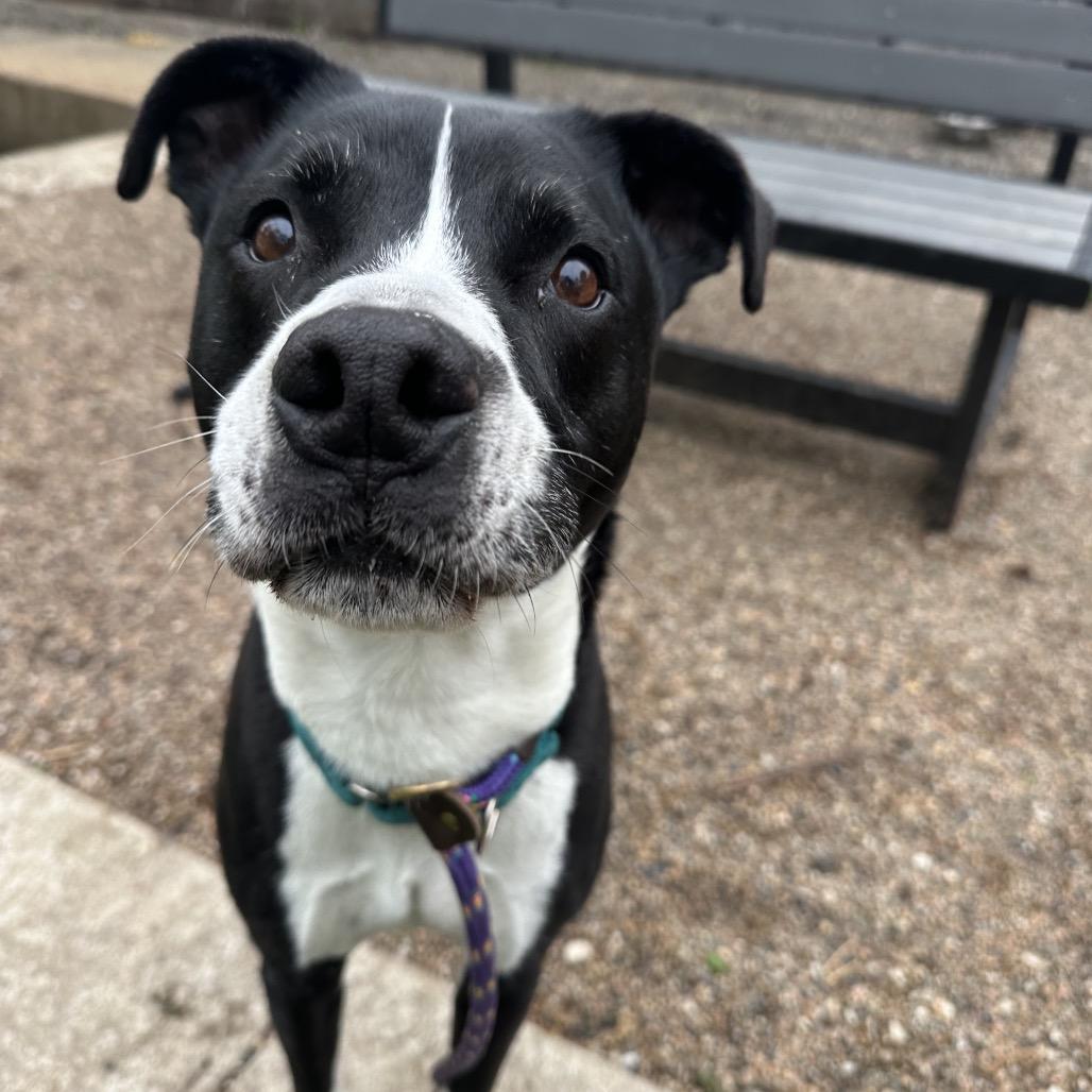 Shep, a Adoptable mixed breed in Spring Hill, KS image 6/6