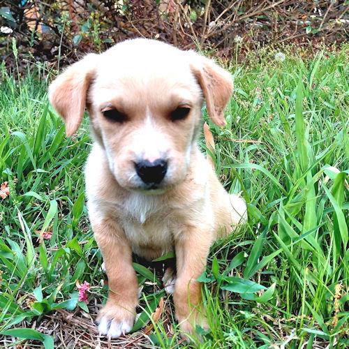 Enlarge Ozzy, a Adopted mixed breed in Rutherfordton, NC image 1/3