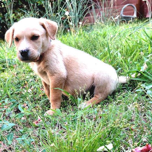 Enlarge Ozzy, a Adopted mixed breed in Rutherfordton, NC image 2/3
