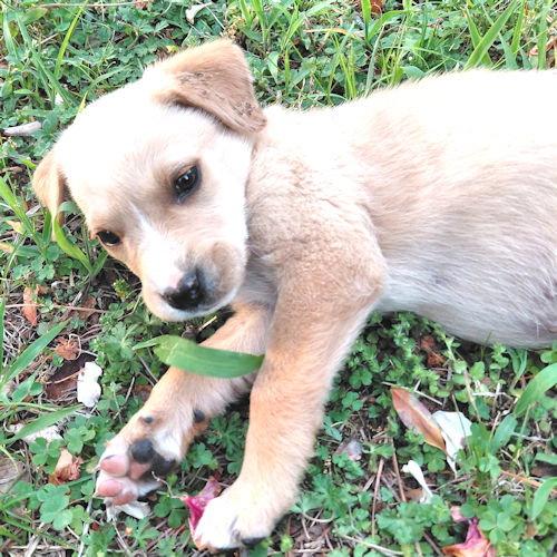 Enlarge Ozzy, a Adopted mixed breed in Rutherfordton, NC image 3/3
