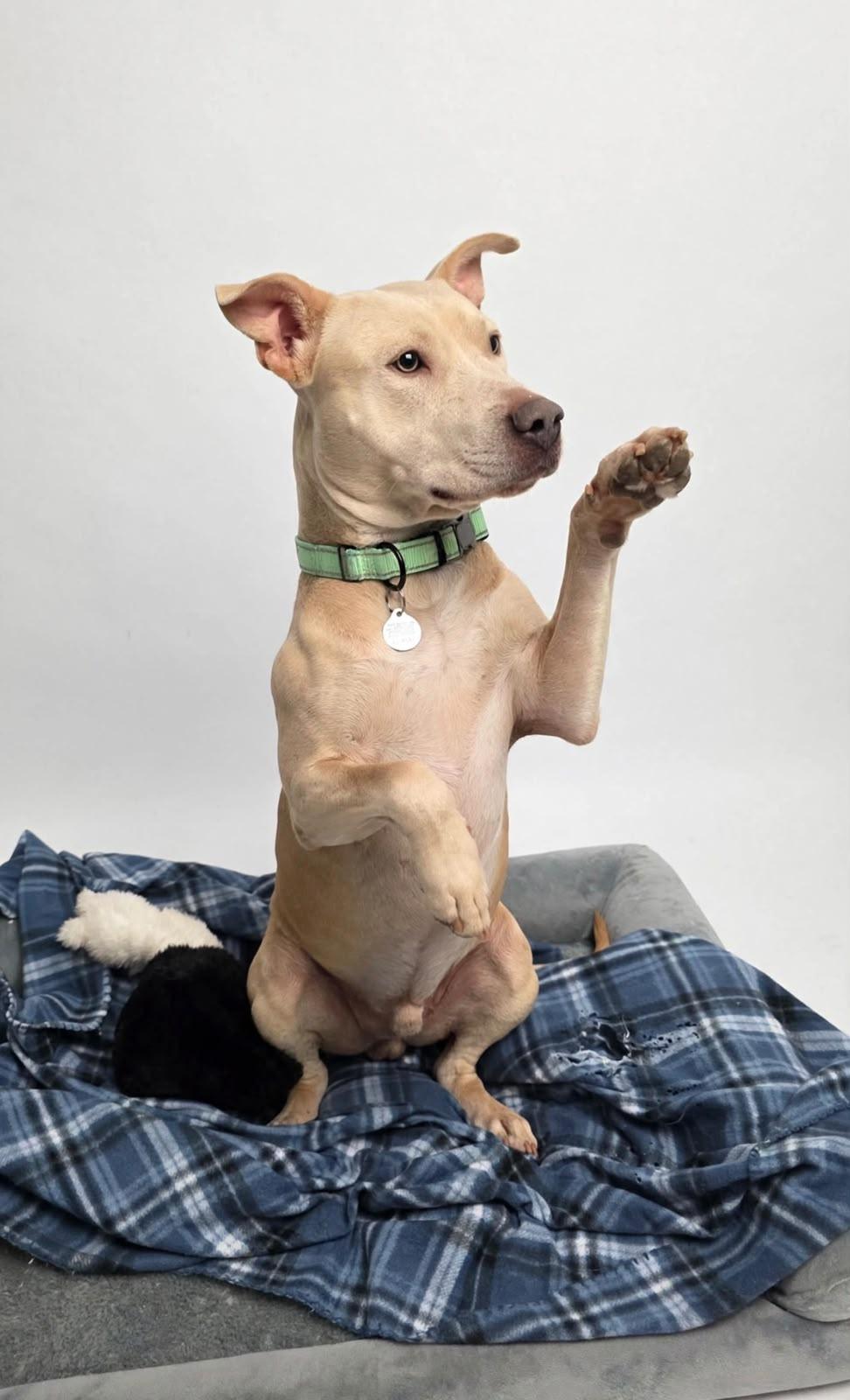 Enlarge Lorenzo, a Adoptable mixed breed in Horseheads, NY image 4/6