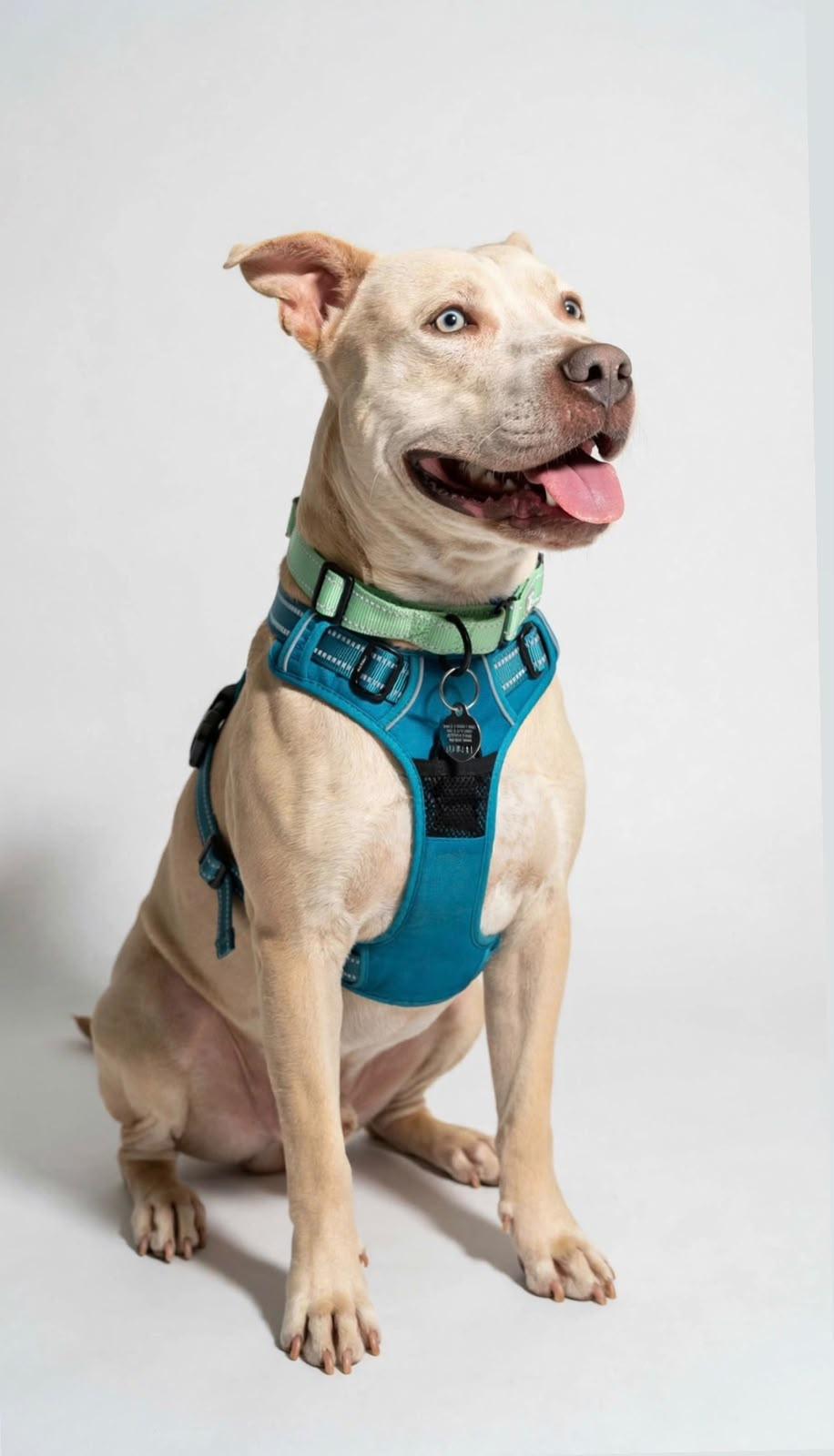 Enlarge Lorenzo, a Adoptable mixed breed in Horseheads, NY image 3/6