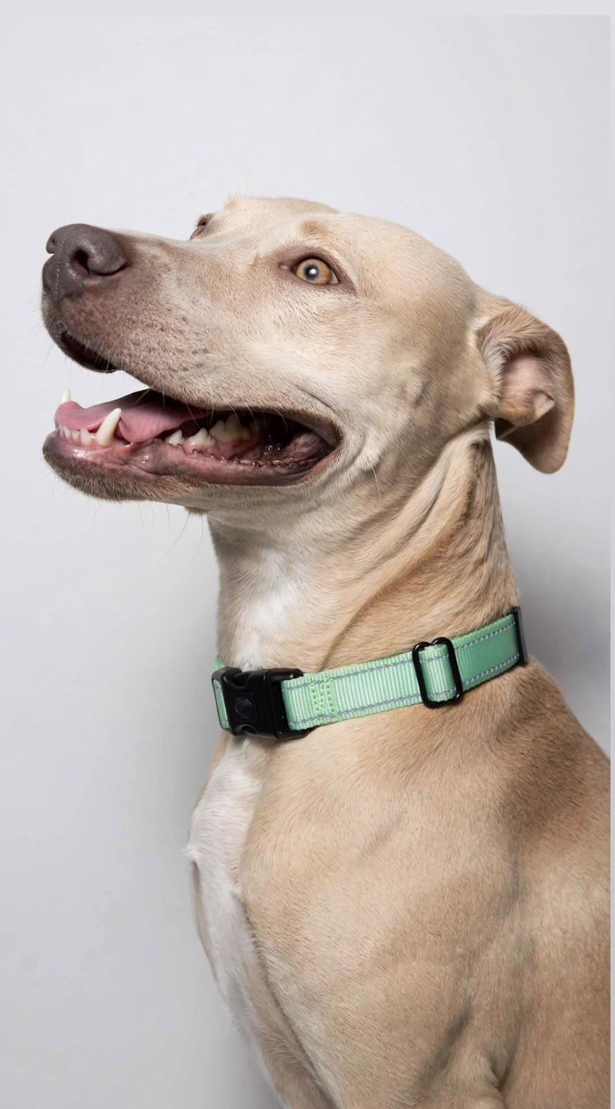 Enlarge Lorenzo, a Adoptable mixed breed in Horseheads, NY image 2/6
