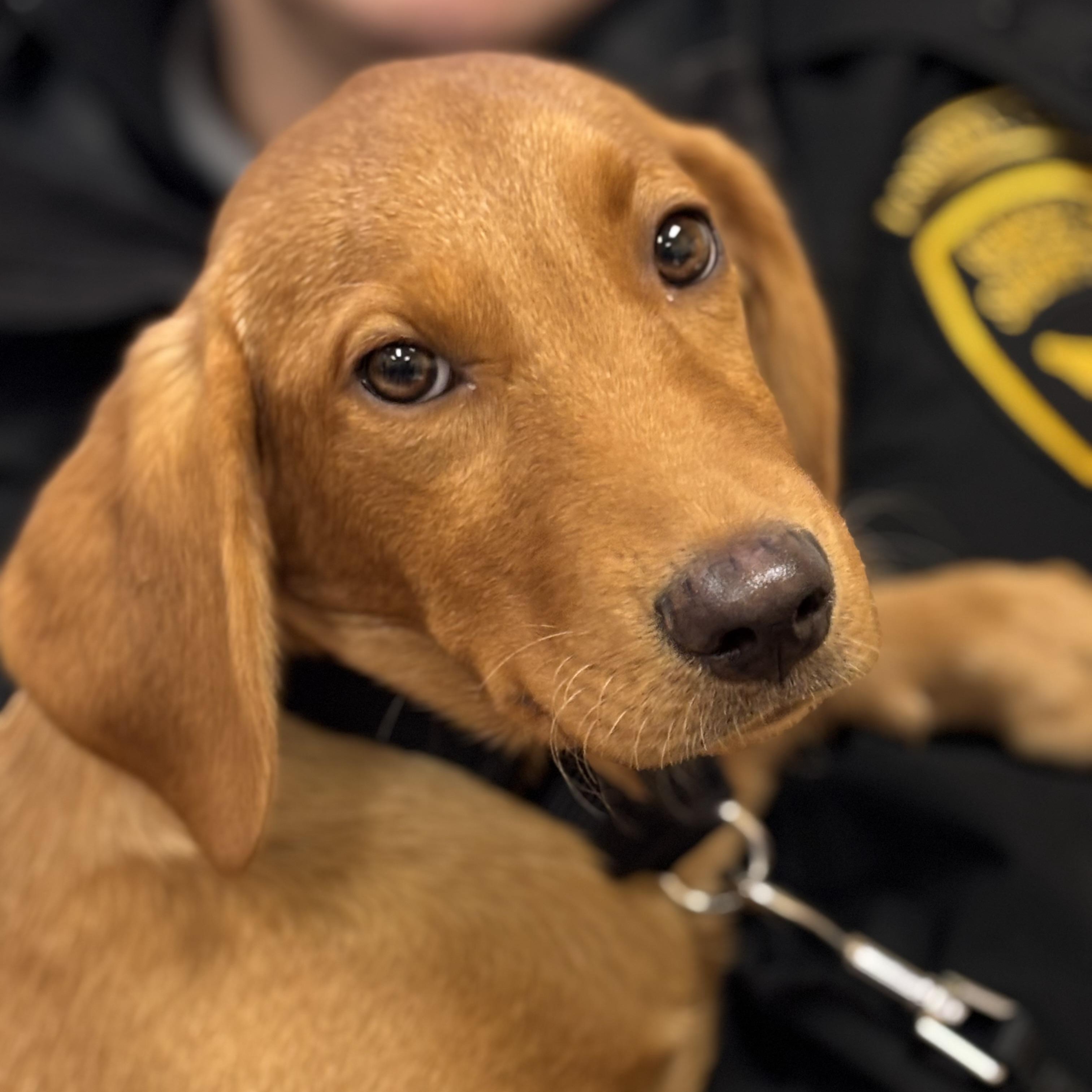 Rescue Tanner, Adopted, Puppy Male Labrador Retriever.
