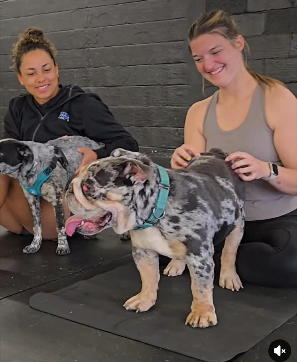 Enlarge Tantrum, an adopted English Bulldog in Shelby, NC image 5/6