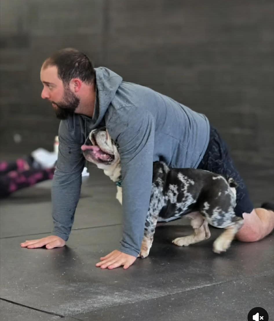 Enlarge Tantrum, an adopted English Bulldog in Shelby, NC image 2/6