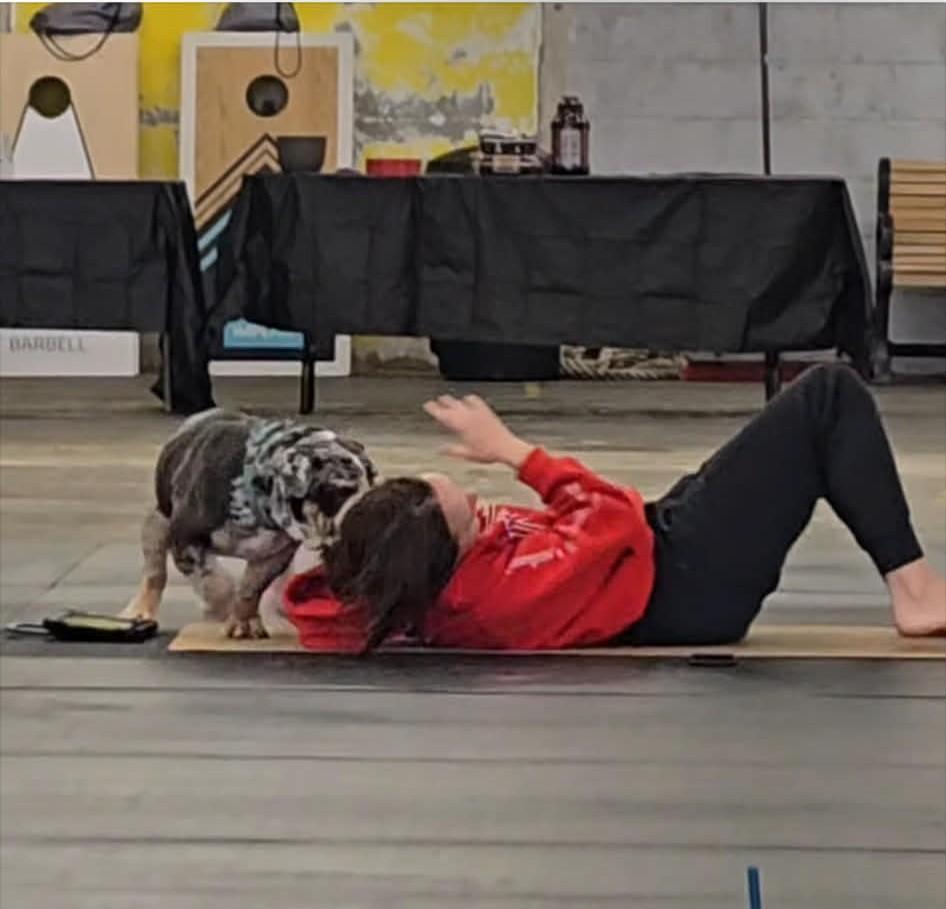 Enlarge Tantrum, an adopted English Bulldog in Shelby, NC image 3/6