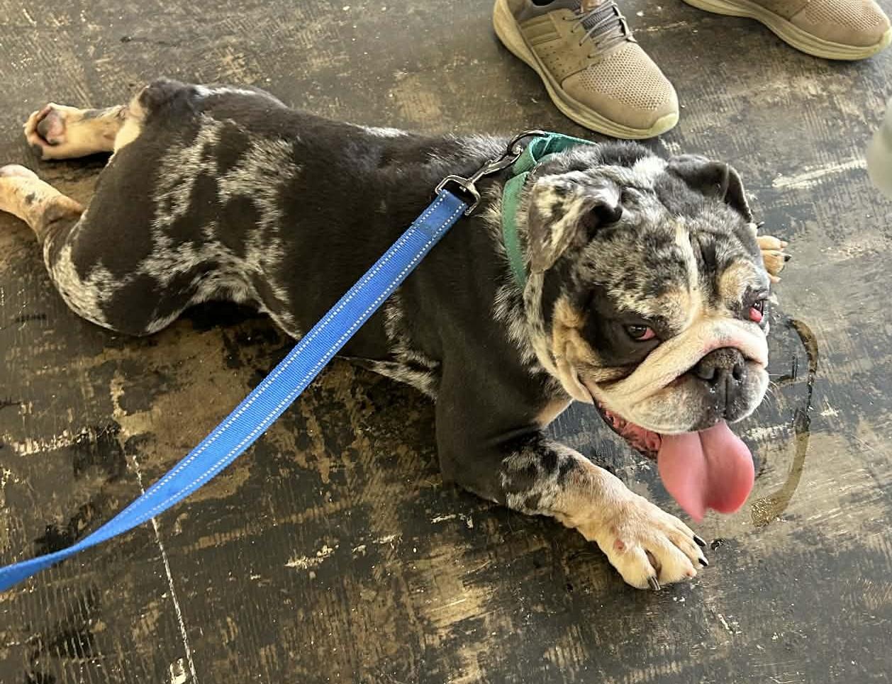 Enlarge Tantrum, an adopted English Bulldog in Shelby, NC image 6/6
