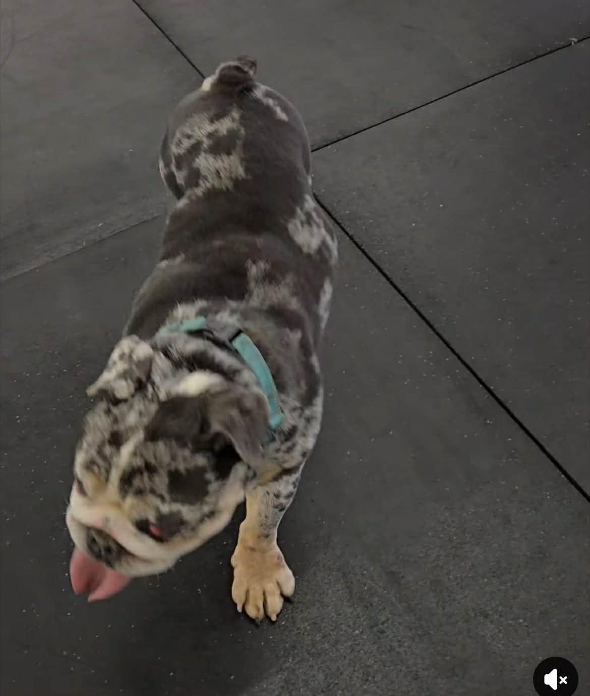 Enlarge Tantrum, an adopted English Bulldog in Shelby, NC image 4/6